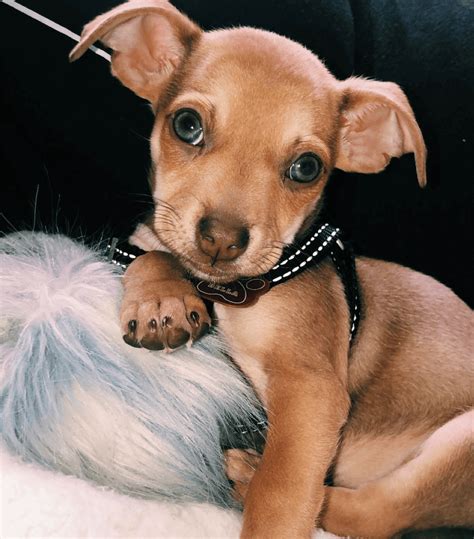 The shorthaired version of this breed needs to be brushed 2 -3 times per week to keep a healthy coat. . Chiweenies for sale